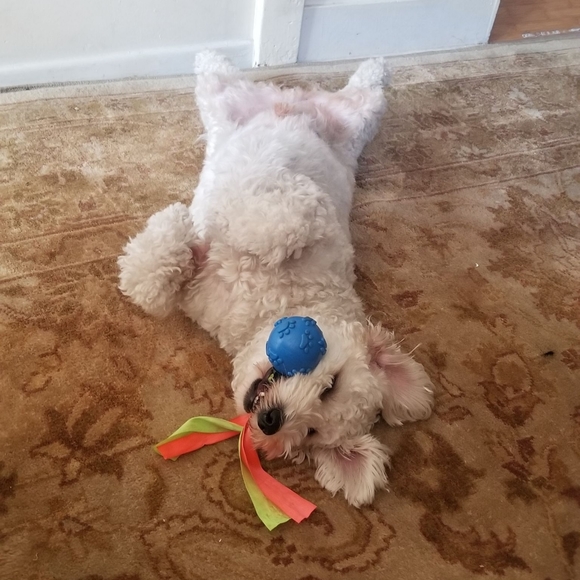 Meet your Posher, Kilena or Lena - Picture 2 of 3